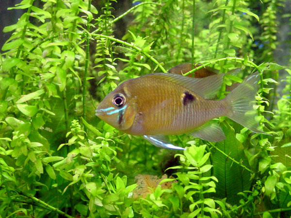 African Fish