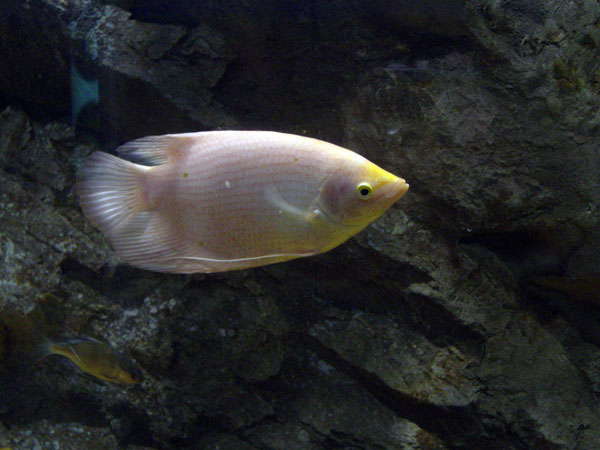 Gourami