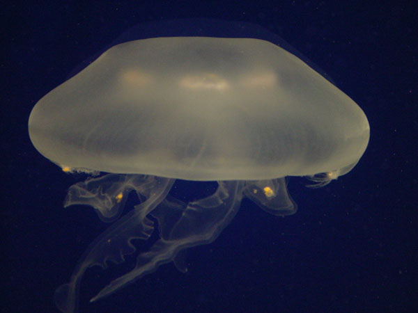 Jelly Fish 2