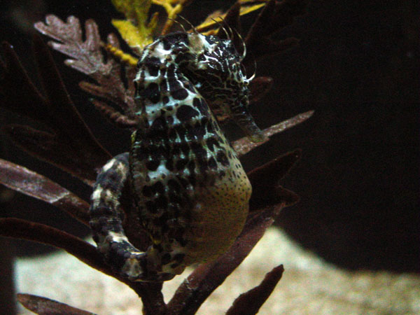 Pregnant Seahorse