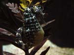 Pregnant Seahorse